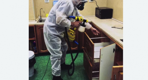 Уничтожение насекомых в квартире. Сосновоборск