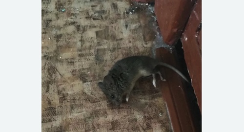 Дезинфекция от мышей в Сосновоборске
