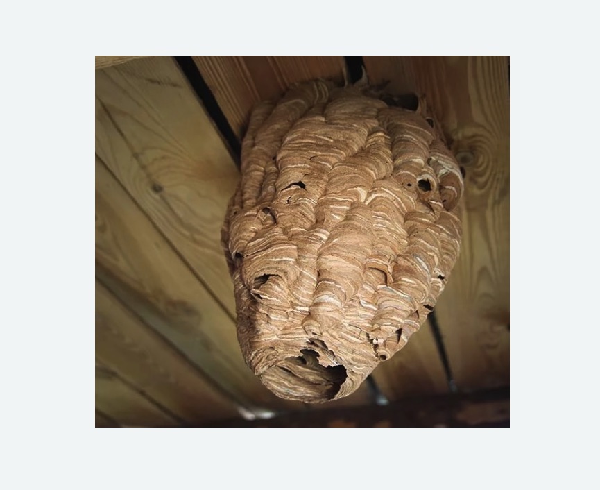 обработка от шершней в Сосновоборске