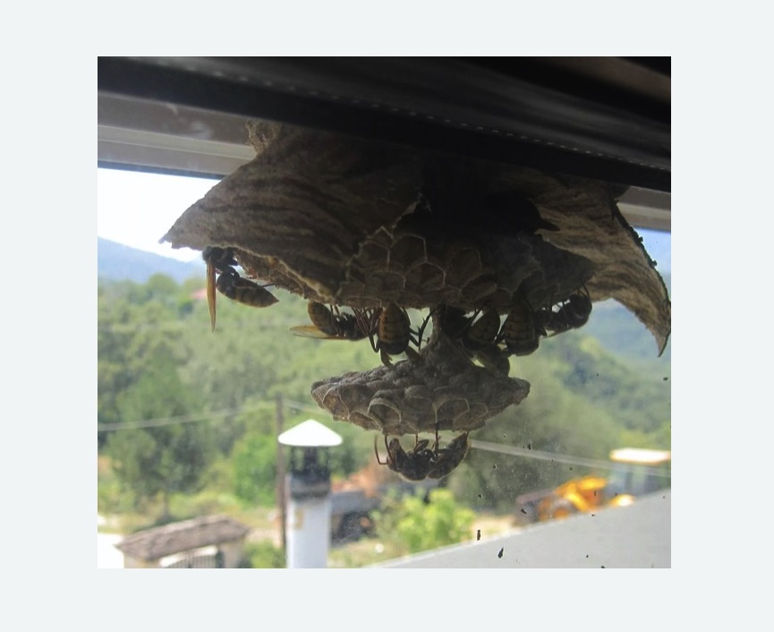 Уничтожение гнёзд шершней в Сосновоборске