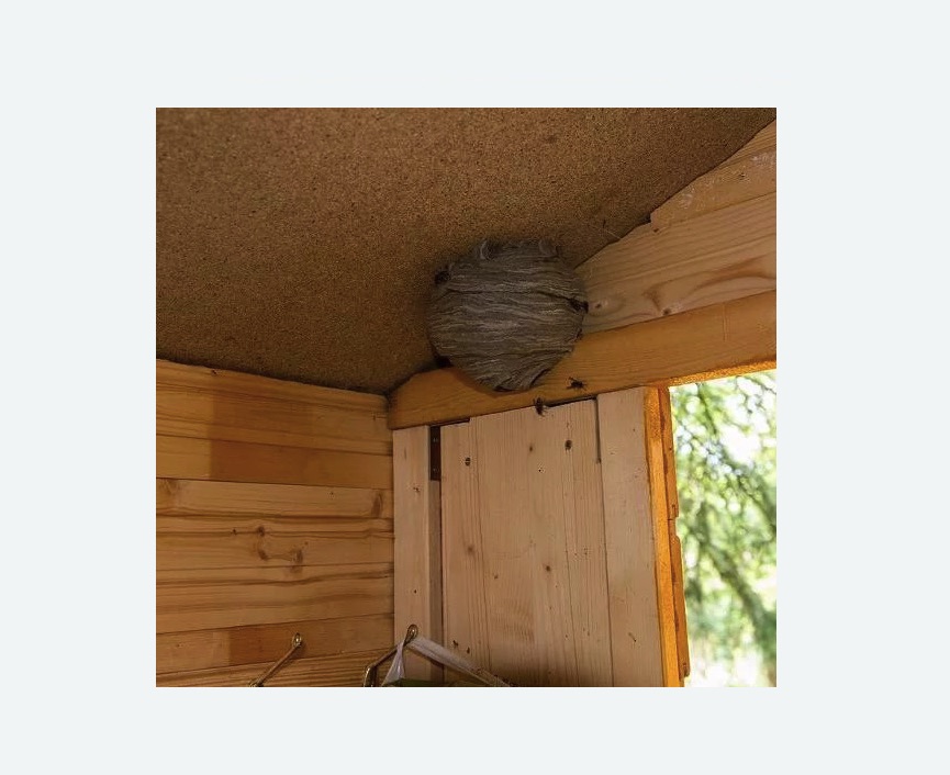 Обработка от ос в Сосновоборске Обработка от ос