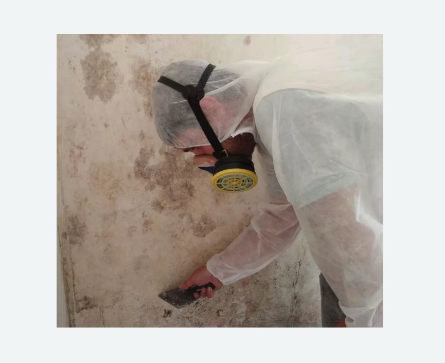 Обработка стен от плесени Обработка стен от плесени в Сосновоборске